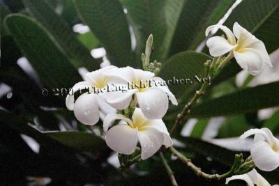 Manila Magnolia